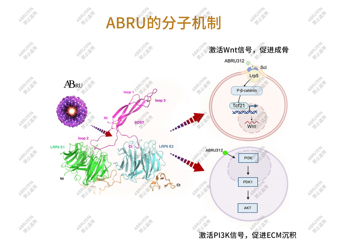 ABRU 因子分子机制示意图：与 SOST 蛋白结合，激活 Wnt 信号促进成骨、激活 PI3K 信号促进 ECM 沉积