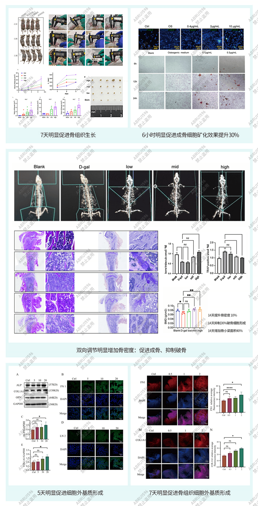 骨生长与骨韧性实验结果图：包含骨密度 Micro-CT 影像、骨小梁结构、组织切片染色及成骨/破骨细胞实验数据